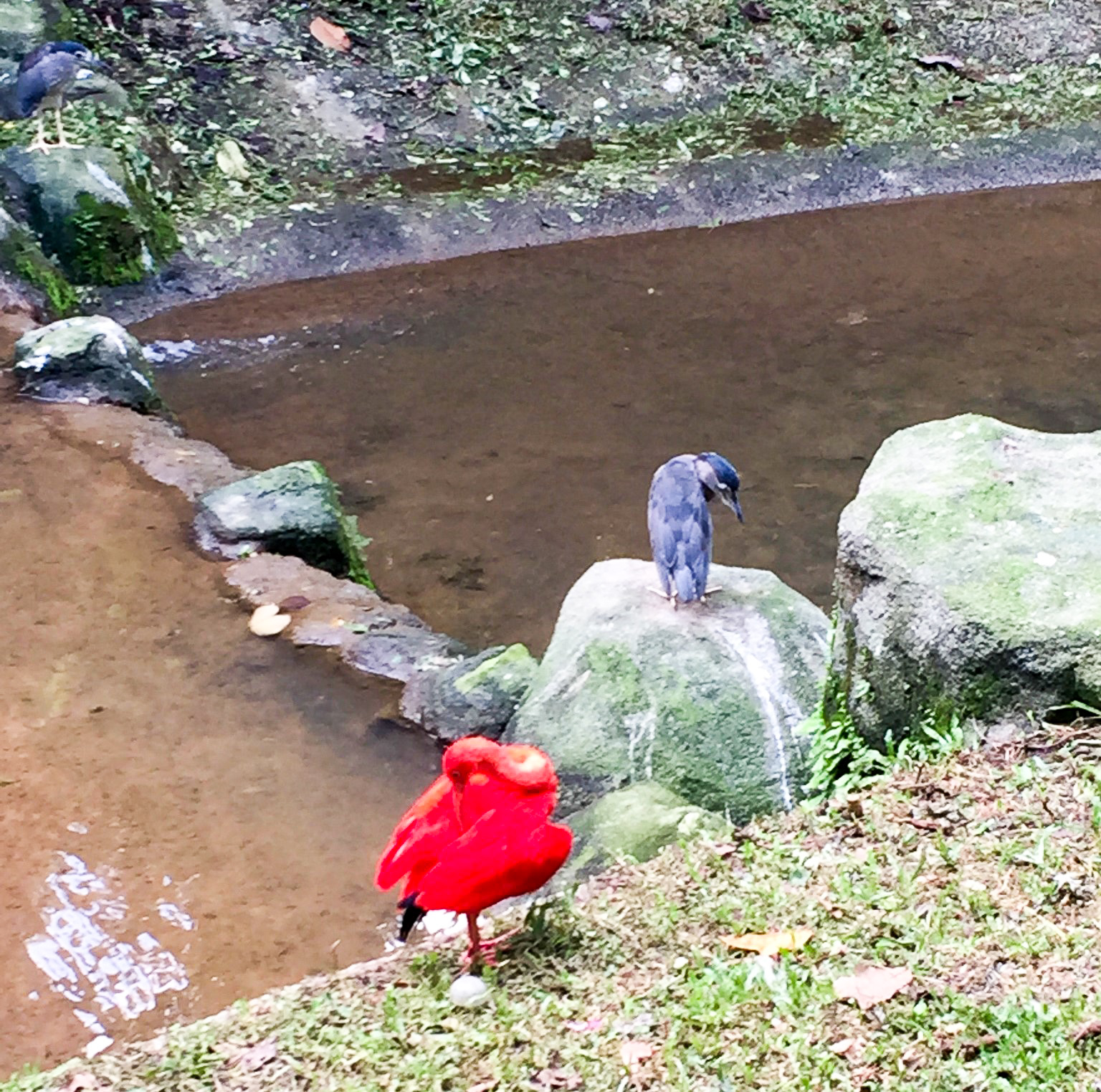 Kuala-Lumpur---Bird-Park---Red bird