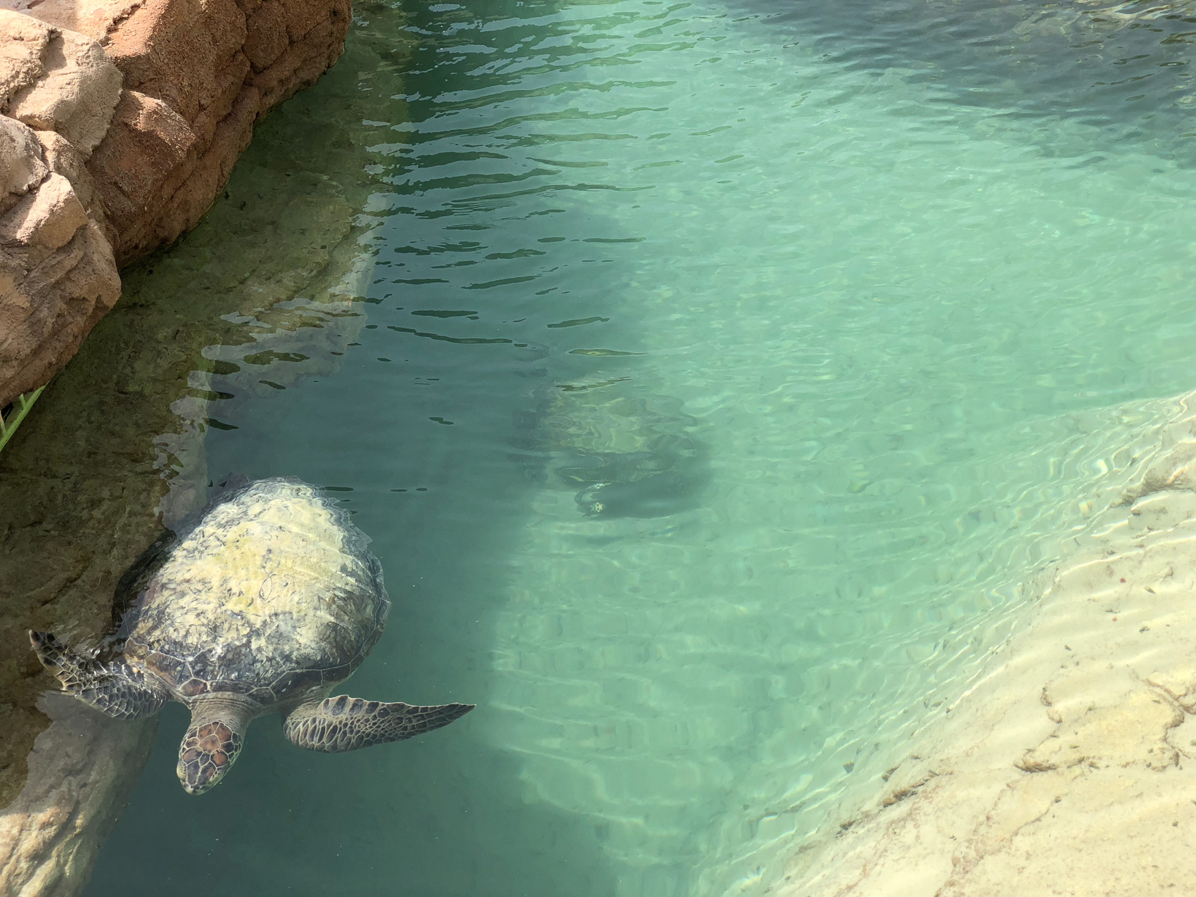 Turtle Lagoon, Jumeriah Al Naseem