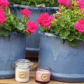 Bumble and BLue Wooden Wick Candles