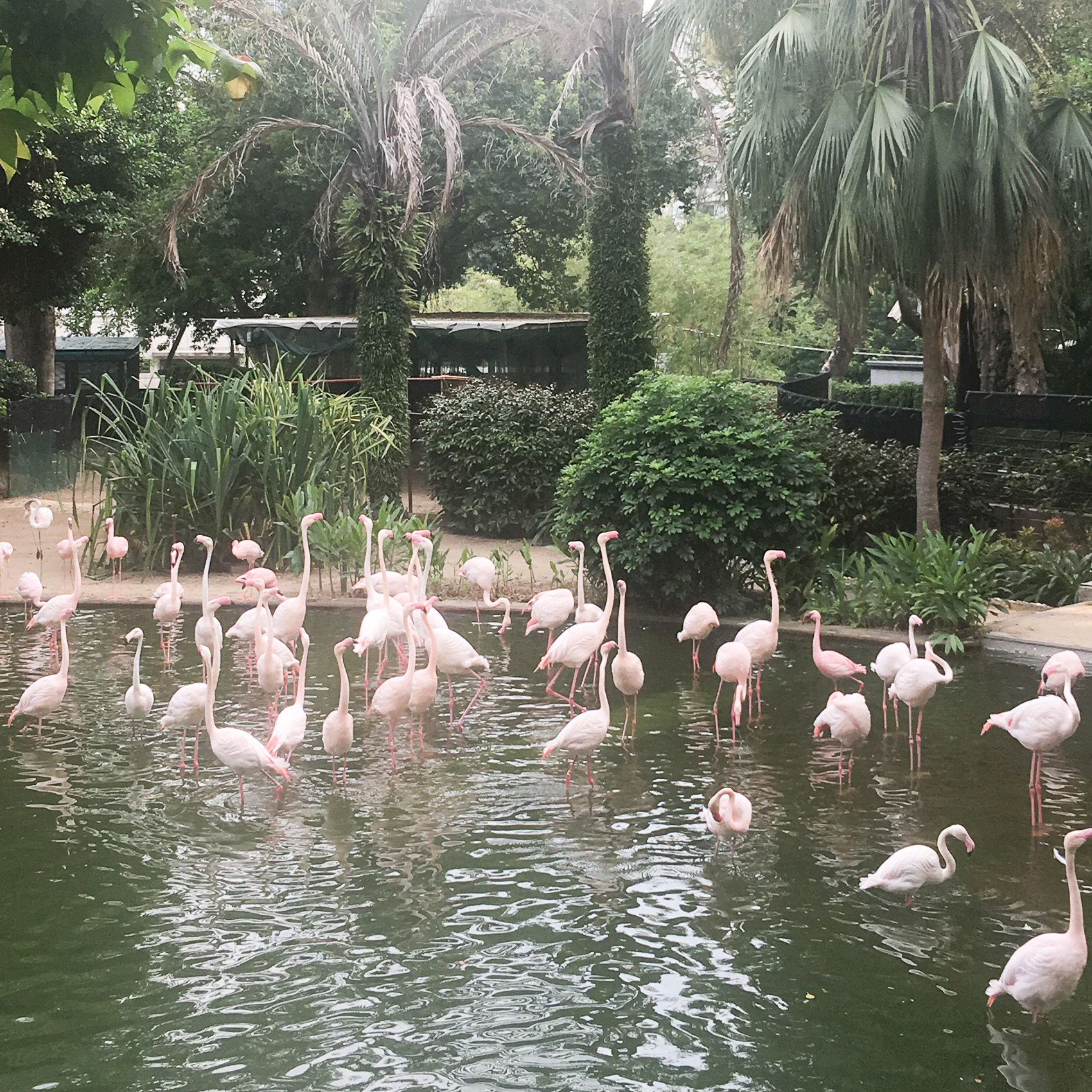 Hong Kong Kowloon Park Flamingos