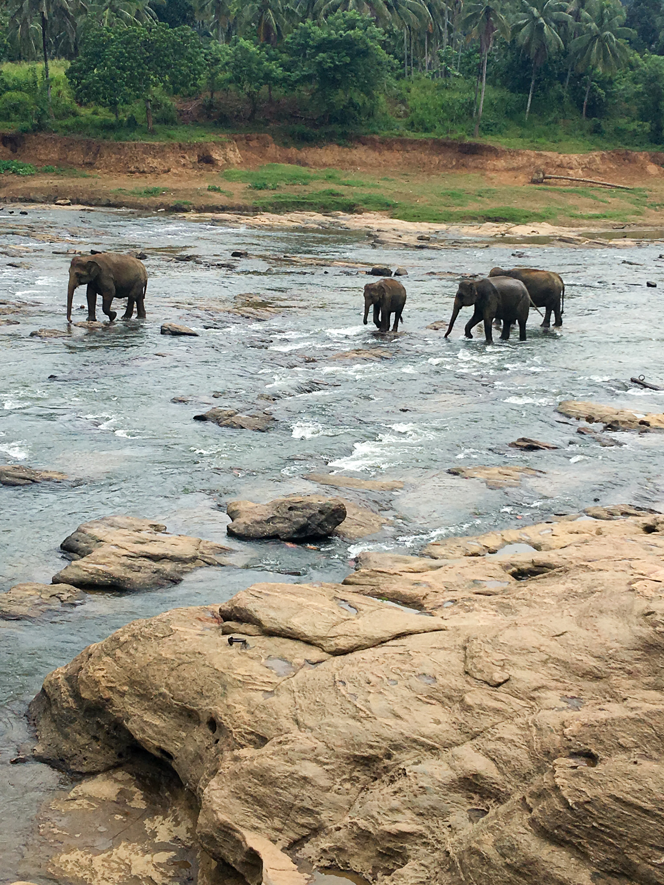 My-30th-Year-in-Review--Sri-Lanka-Elephant-2.JPG